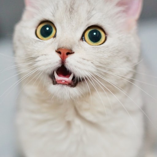 方案