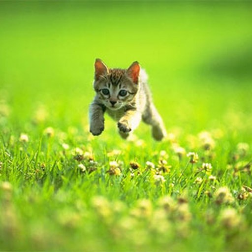手打普宁黑毛猪肉丸
